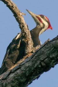 Woodpecker Snack Time