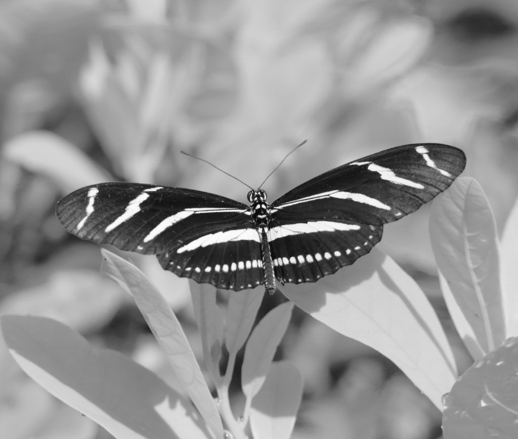 "Zebra Longwing Butterfly" Carolyn Hall