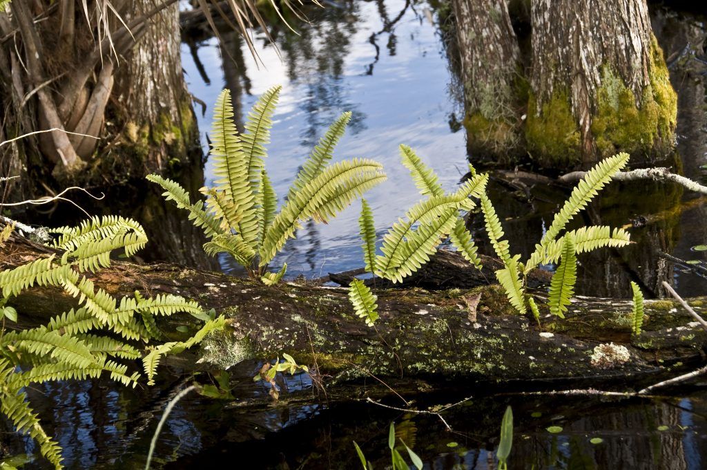 "Artillery Fern" JoAnn Cittadino