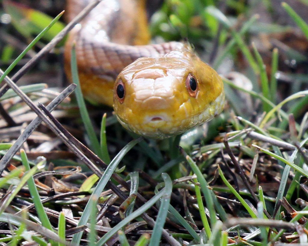 "Everglades Rat Snake" Ken Craig