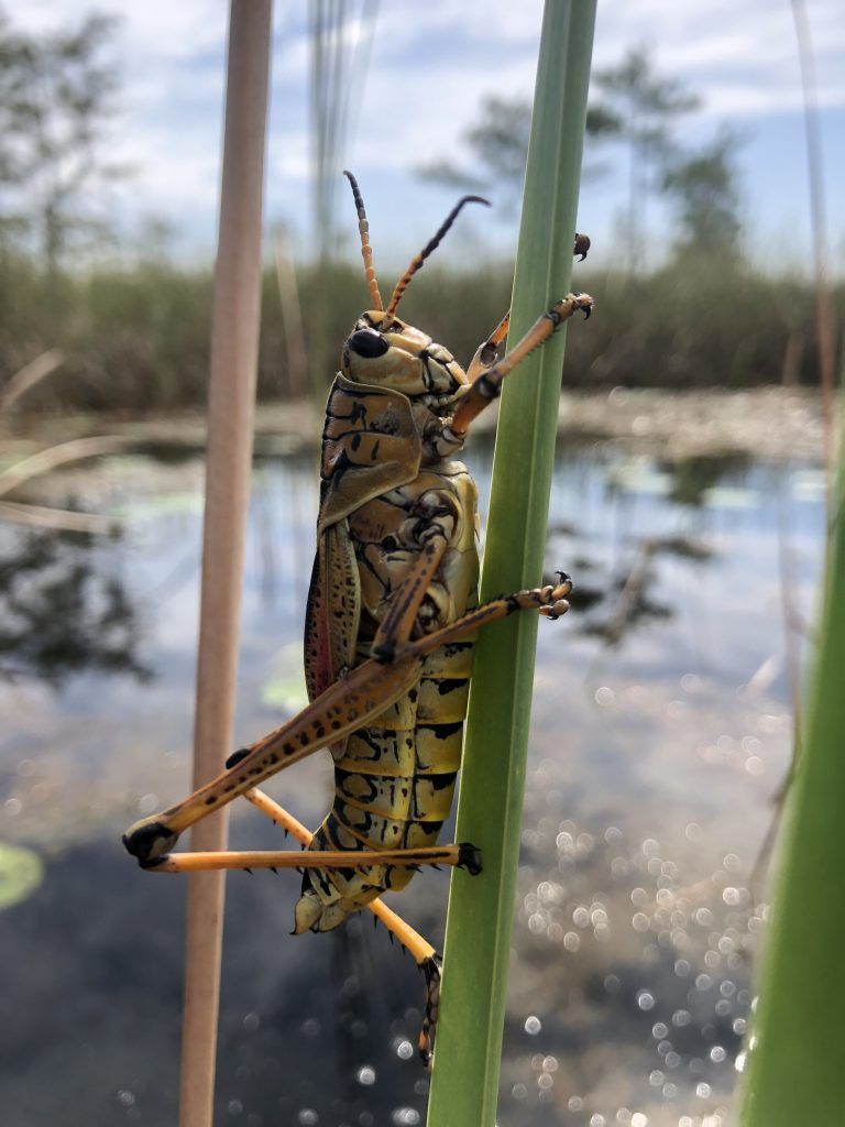 "Just Hangin'" Donald Felicella
