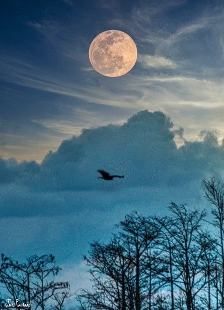 Snow Moon by Jake Packard.