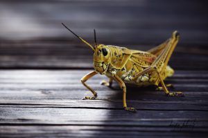 Eastern Lubber Grasshopper