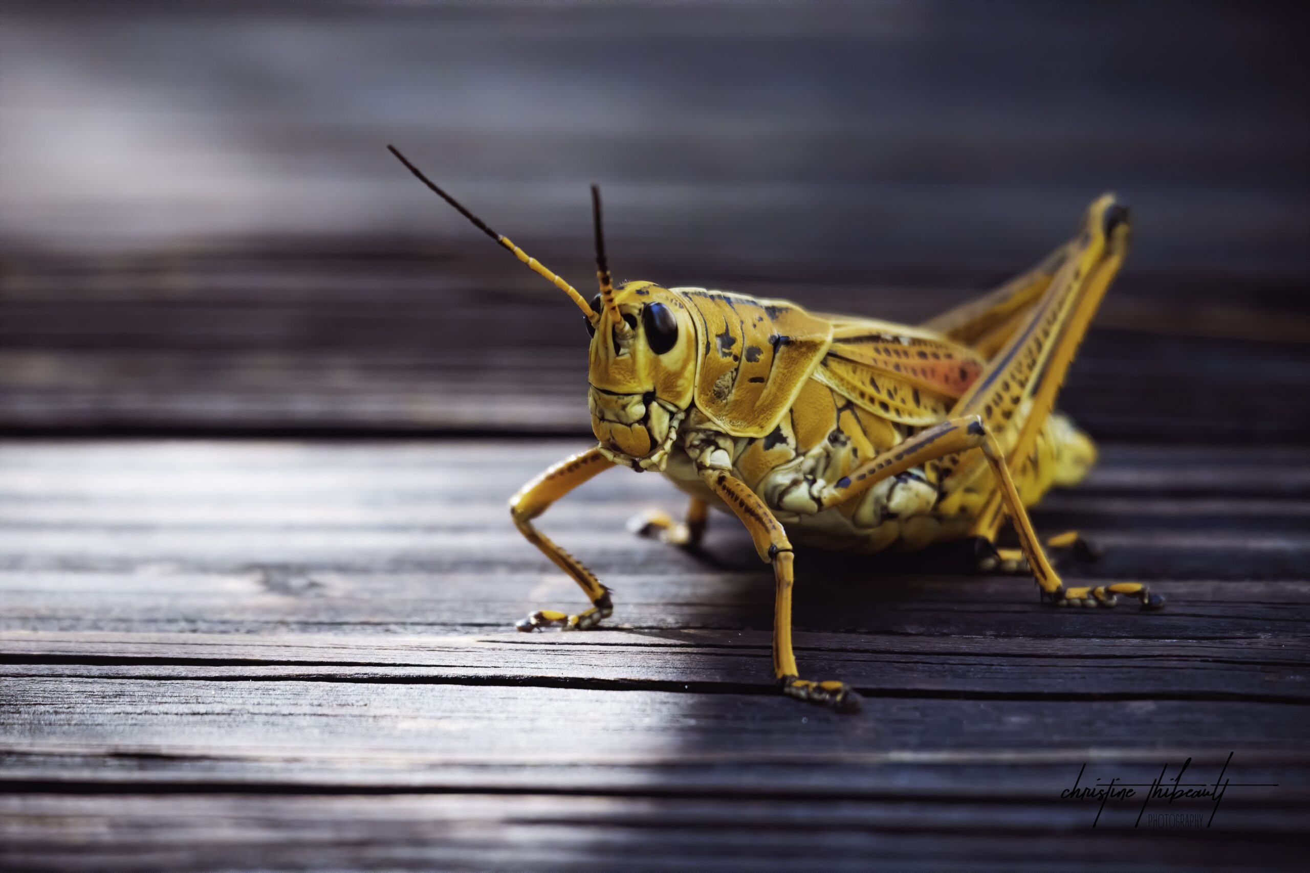 2020 Photography Contest Results