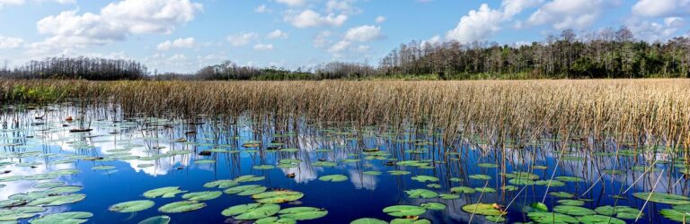 Grassy Waters Preserve