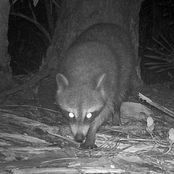 Recent Game Camera Videos