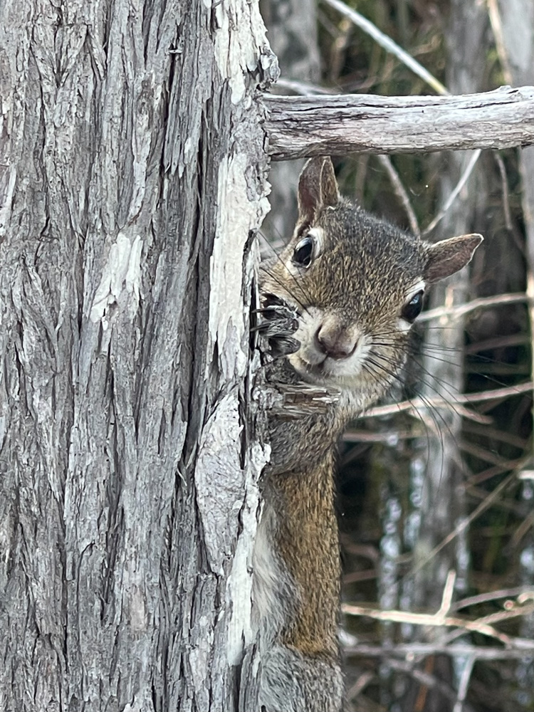 Peek-a-Boo