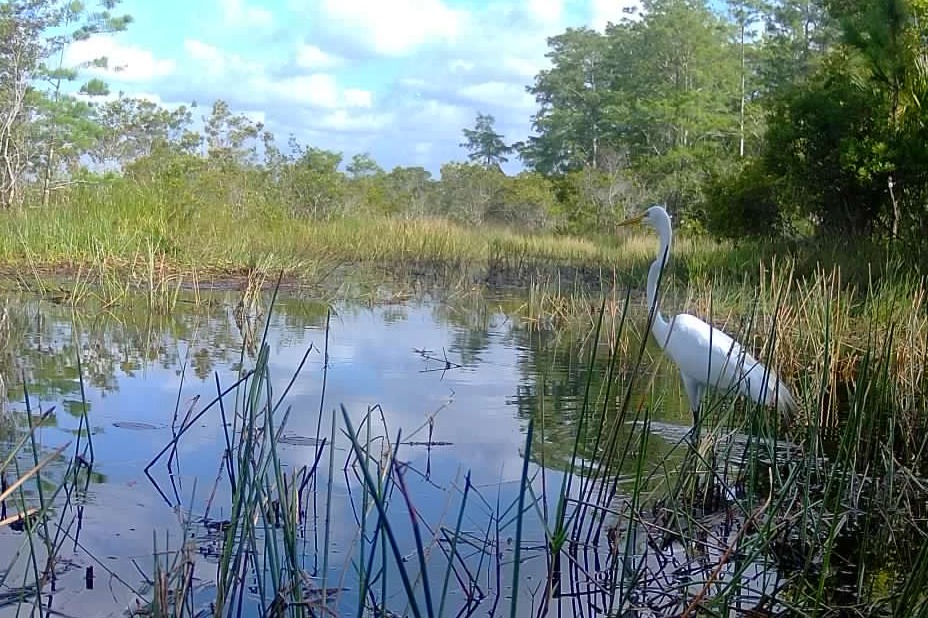 April Game Camera Videos