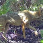 Coyote