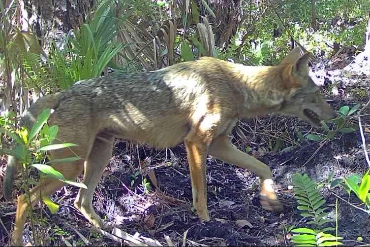 Summer Game Camera Videos