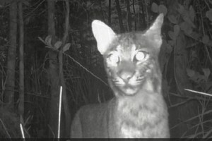 Late Summer Game Camera Videos