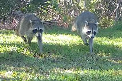 Recent Wildlife Camera Videos