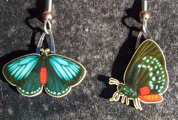 Atala Butterfly