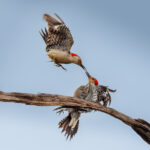 "Beak to Beak" by Lee Sussman