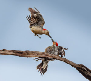 "Beak to Beak" by Lee Sussman
