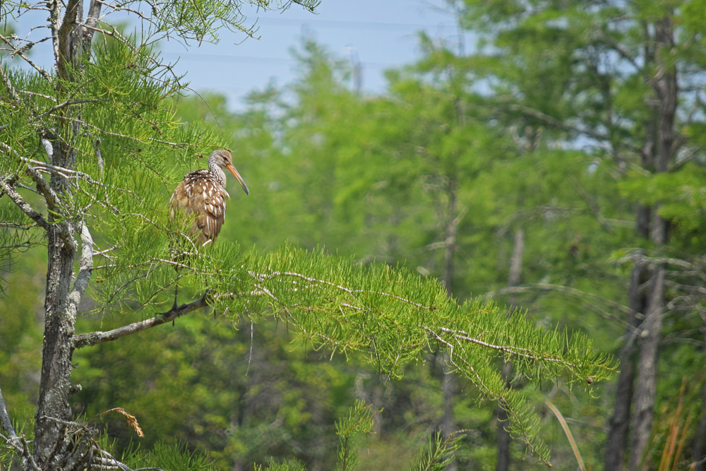 "Bird's Eye View" by Arthur Blatt