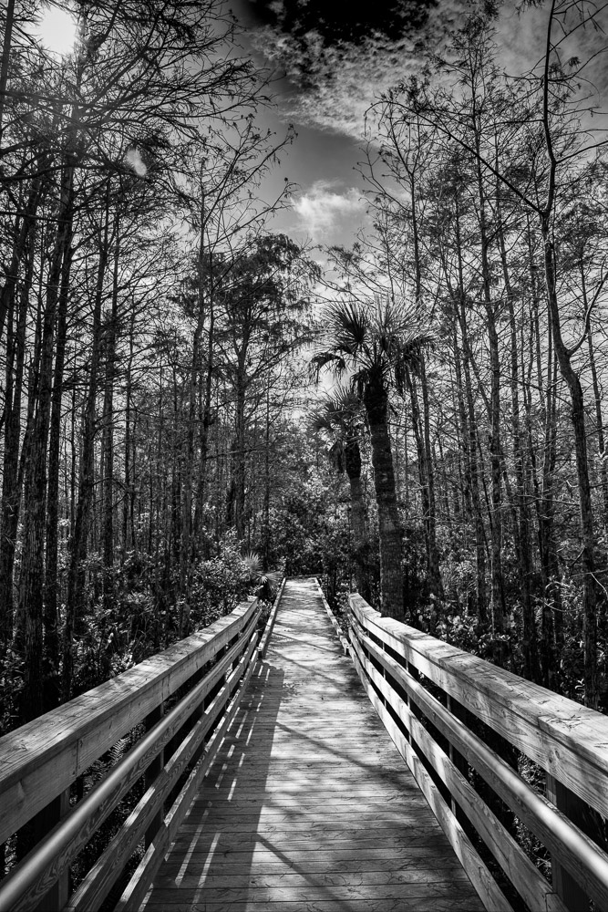 "Breath Of The Wetlands" by Jeremy Ferris