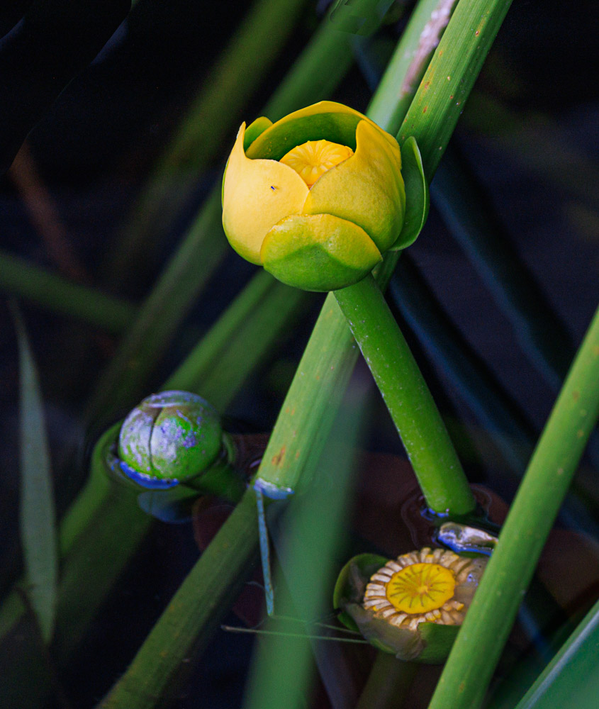"Floral Awakening" by Patricia Vennett