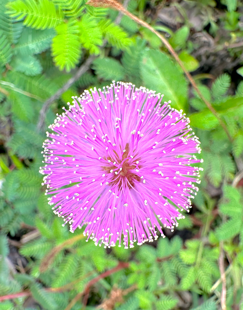 "Flowerworks Display" by Linda Schotthoefer