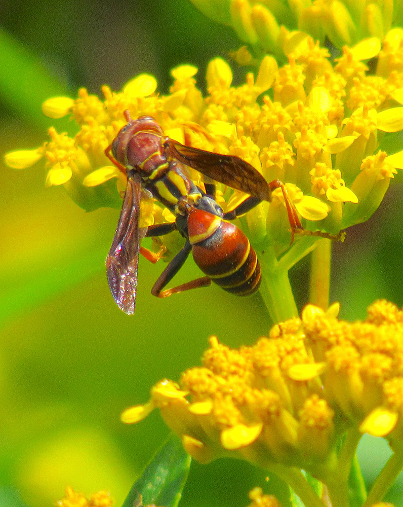 "Hunter's Little Paper Wasp" by Scott Manas