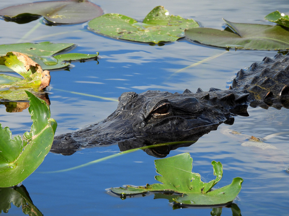 "Lurking in the Lilies " by Christina Foti
