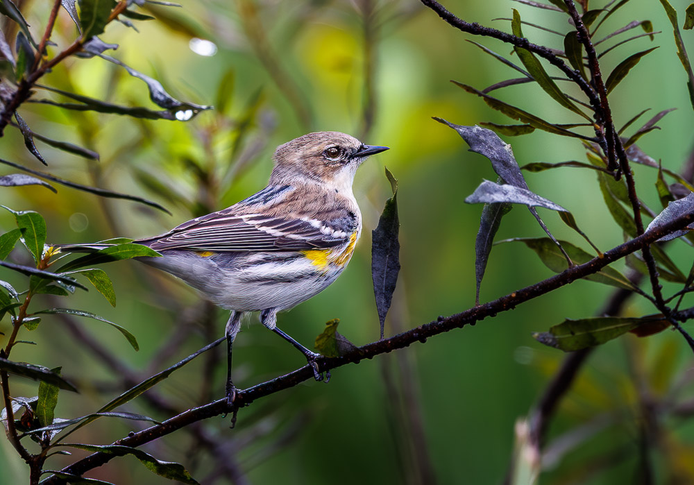 "Myrtle the Warbler" by Lee Sussman