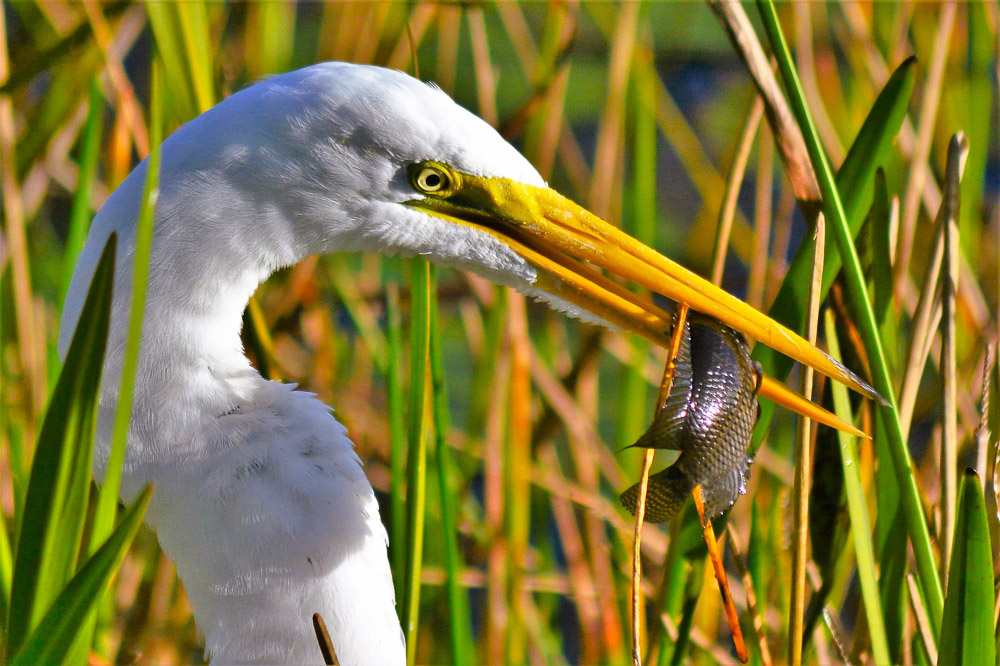 "Nature's Fittest" by Earl Devendorf