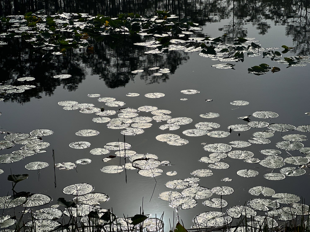 "Peaceful Reflections" by Trisha Mohl