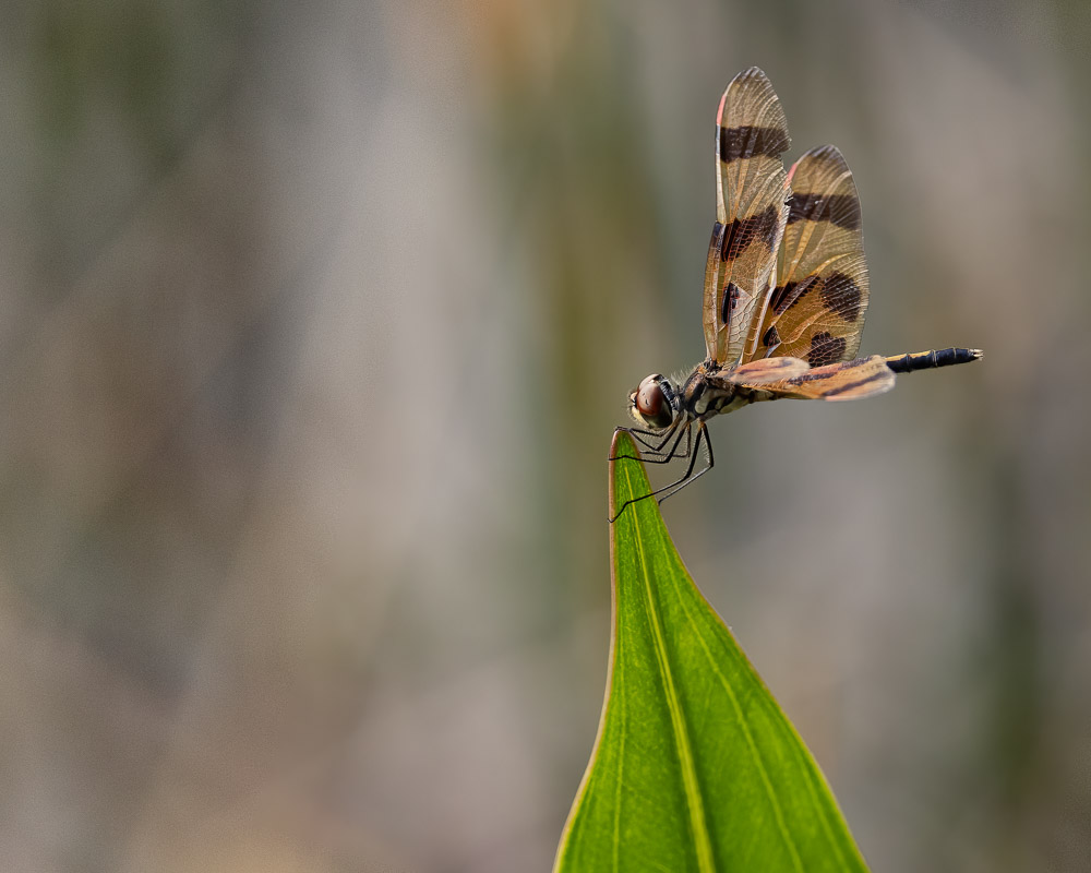 "Perched Precision" by Patricia Vennett
