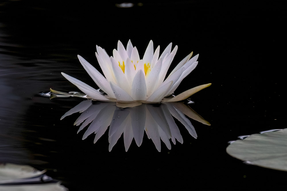 "Reflective Elegance" by Edward Muñoz
