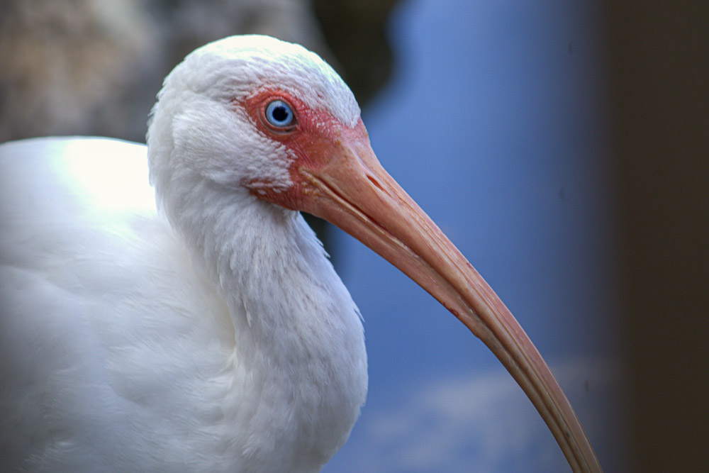 "Serious About Snacks | White Ibis" by Kenan Tartan