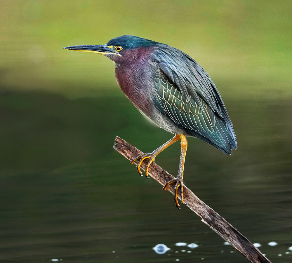 "Silence In The Marsh" by Sonia Sousa
