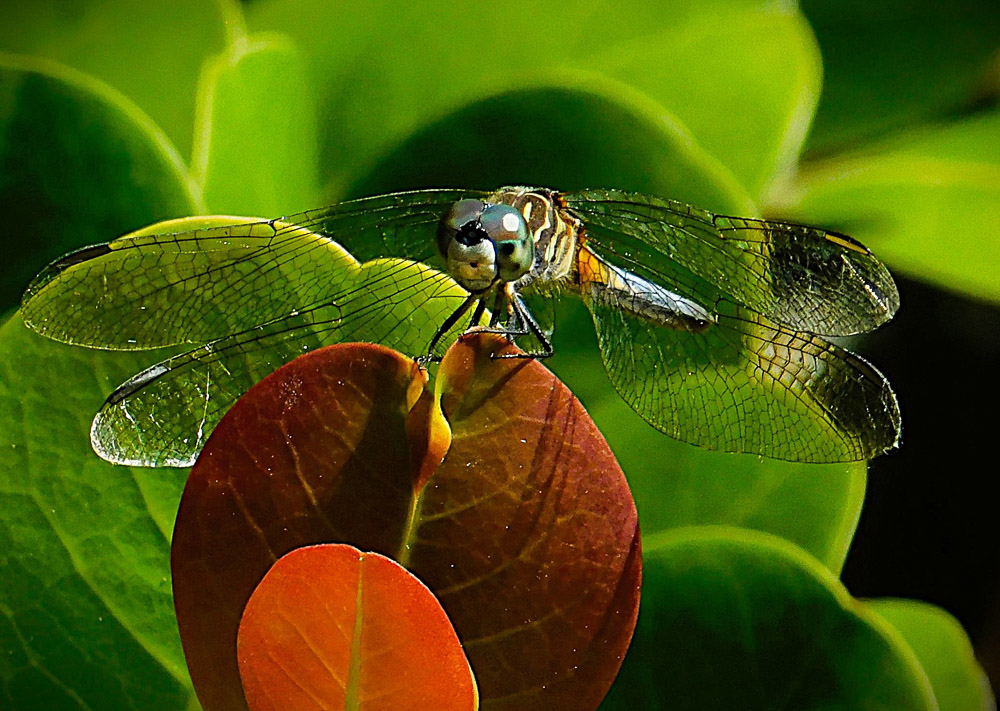 "Sitting Pretty" by Michele Jarrett