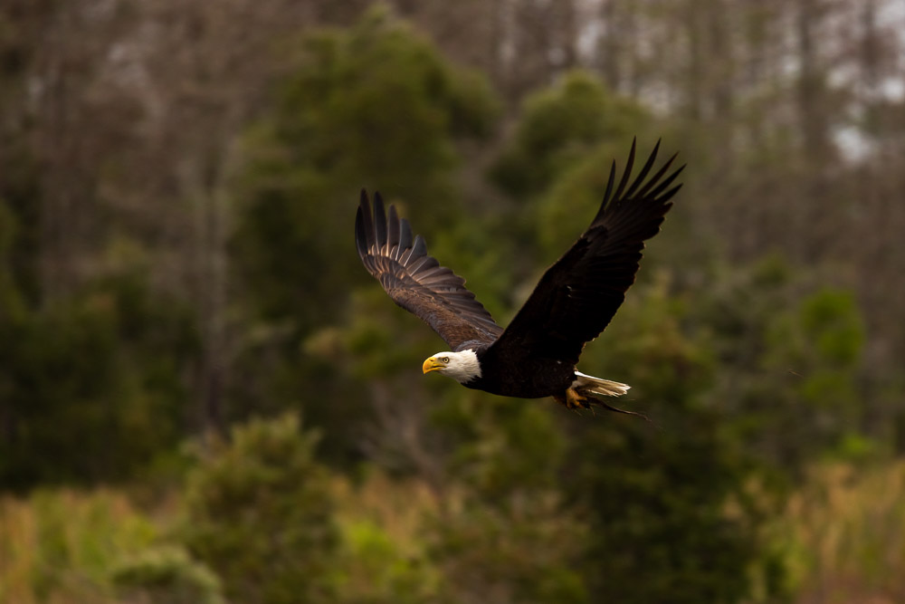 "Soaring Eagle" by Josue Leon