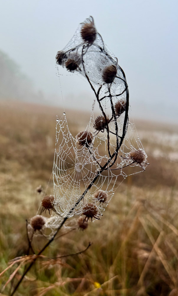 "Spider Condo" by Jeffery Orner