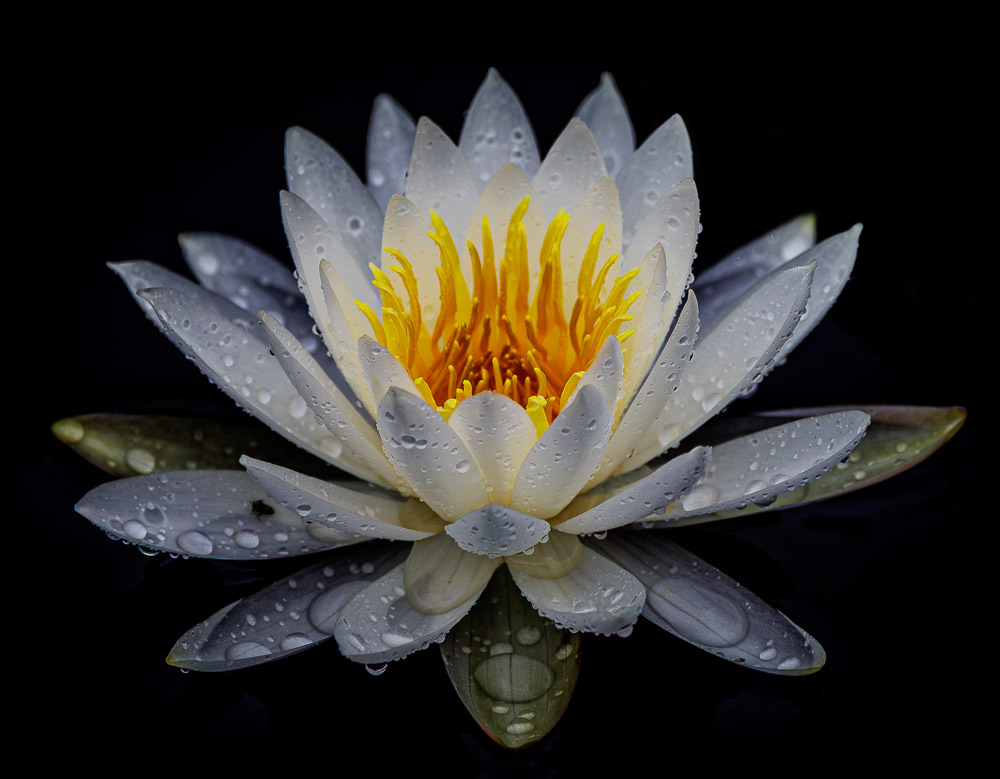 "The Water Collector" by Lee Sussman